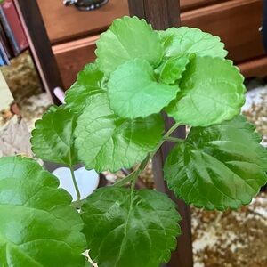 Lush Green Swedish Ivy plant cuttings. 2 For $10